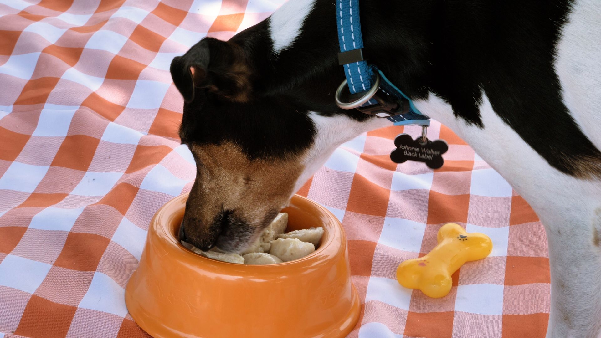 Sorvete para cachorro